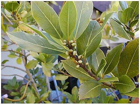 Lorbeerblatt ist mehr als nur ein Gewürz